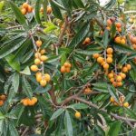 Loquat Fruit Nispero Fruit in Spain1