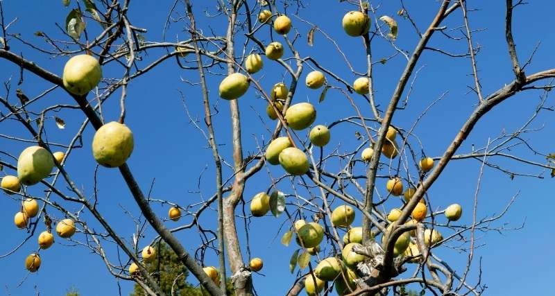 Uma árvore com frutos de marmelo